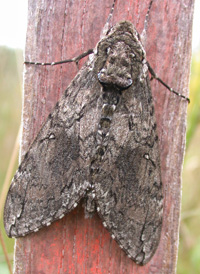 Carolina Sphinx